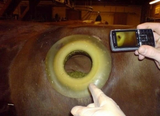 Illustration for article titled Stick Your Arm Inside A Cow's Stomach. No, Seriously
